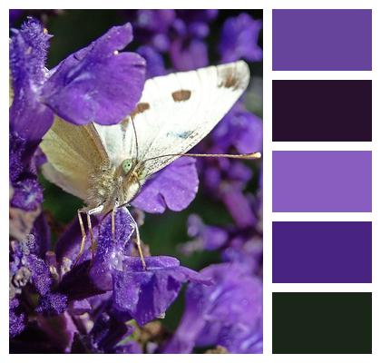 Purple Flowers White Butterfly Nectar Image